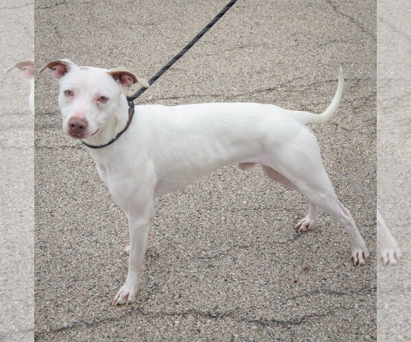 Medium Photo #2 American Staffordshire Terrier-Whippet Mix Puppy For Sale in Huntley, IL, USA