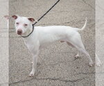 Small #1 American Staffordshire Terrier-Whippet Mix