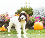 Small Photo #4 Springerdoodle Puppy For Sale in NAPPANEE, IN, USA