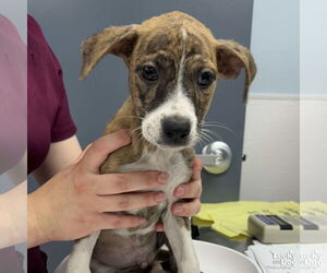 Mutt Dogs for adoption in Washington, DC, USA