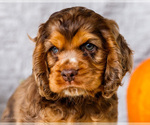 Small Photo #12 Cocker Spaniel Puppy For Sale in WAKARUSA, IN, USA