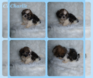 Shih Tzu Puppy for sale in INDIANAPOLIS, IN, USA