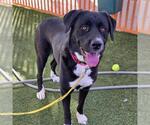 OPHELIA - Female Labrador Retriever-Unknown Mix Dog for Adoption - Small photo