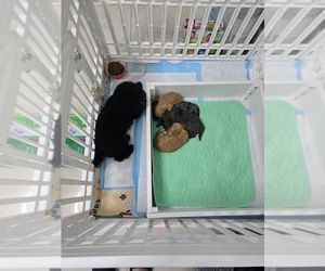 Poodle (Toy) Litter for sale in PALM SPRINGS, FL, USA