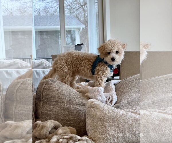 Medium Photo #4 Poochon Puppy For Sale in St. Louis Park, MN, USA