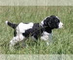 Small Photo #13 Poodle (Standard) Puppy For Sale in ARKADELPHIA, AR, USA