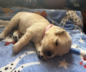 Medium Golden Retriever