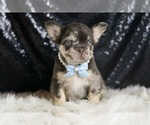 Small #4 French Bulldog