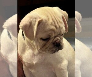 Pug Puppy for sale in WEST BLOOMFIELD, MI, USA