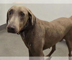 Doberman Pinscher Dogs for adoption in HESPERIA, CA, USA