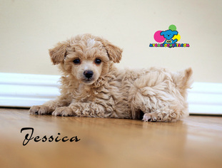 Poodle (Toy) Puppy for sale in CORNING, CA, USA