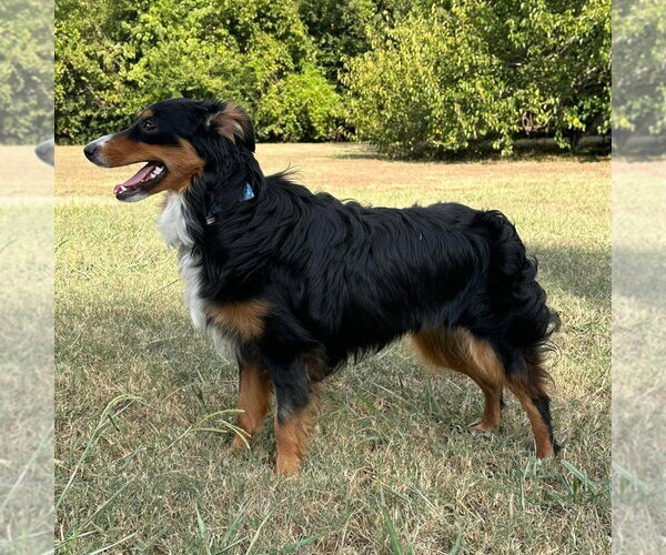 Medium Photo #3 Australian Shepherd Puppy For Sale in Claremore, OK, USA