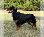 Small #2 Australian Shepherd