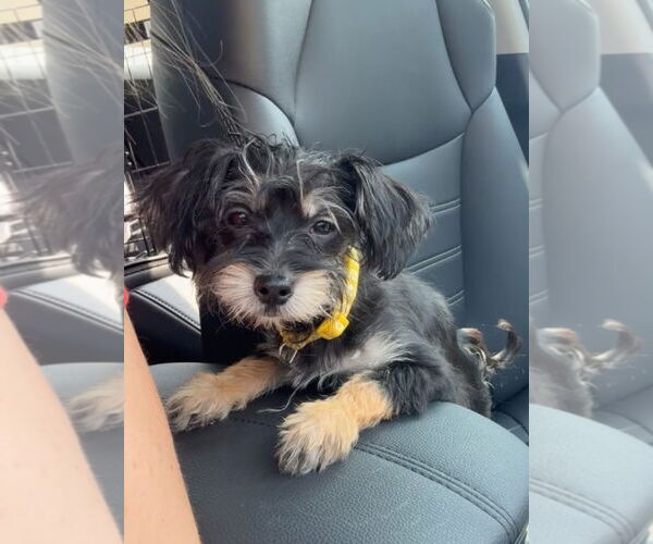 Medium Photo #3 Mutt Puppy For Sale in Wheaton, IL, USA
