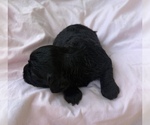 Small Photo #3 Cavapoo Puppy For Sale in PENSACOLA, FL, USA