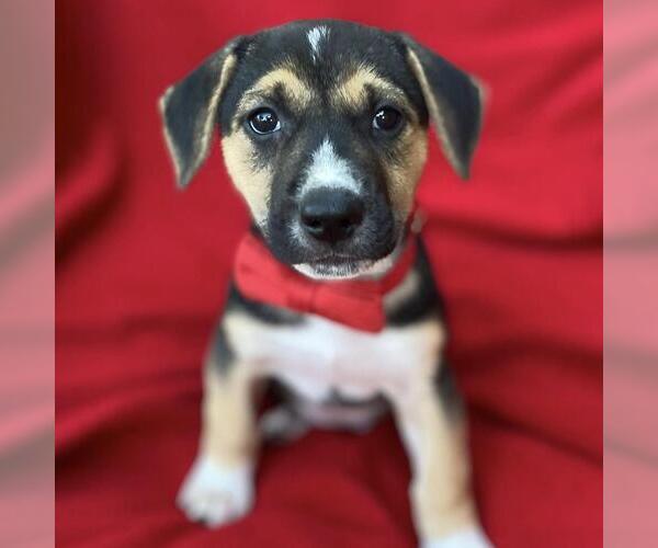 Medium Photo #1 Labrador Retriever-Unknown Mix Puppy For Sale in San Diego, CA, USA