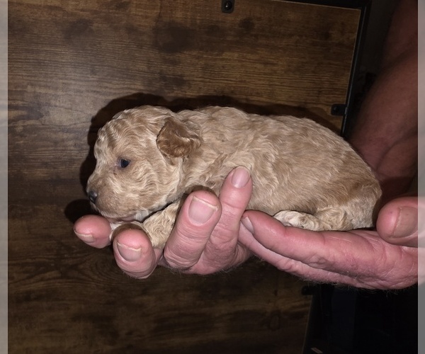 Medium Photo #3 Poodle (Toy) Puppy For Sale in DYERSBURG, TN, USA