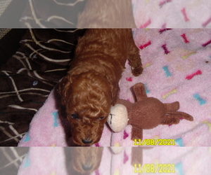 Poodle (Toy) Puppy for sale in DULUTH, GA, USA