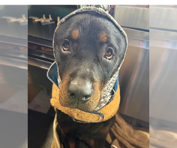 Medium Photo #6 Rottweiler Puppy For Sale in Gilbert, AZ, USA