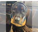 Small #5 Rottweiler