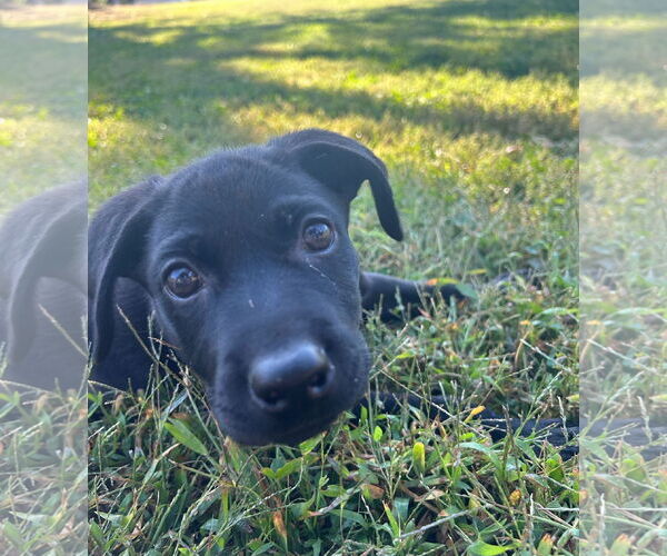 Medium Photo #5 Mutt Puppy For Sale in Philadelphia, PA, USA