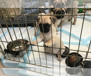 Pug Puppy for sale in HUNTINGTON, WV, USA