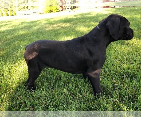 Medium Photo #3 Boxer Puppy For Sale in MILLERSBURG, OH, USA