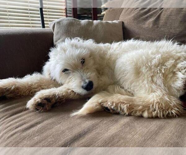 Medium Photo #1 Goldendoodle Puppy For Sale in GALT, CA, USA