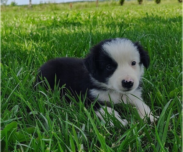 Medium Photo #9 Border Collie Puppy For Sale in NORBORNE, MO, USA