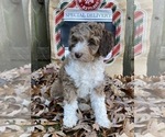 Small #15 F2 Aussiedoodle