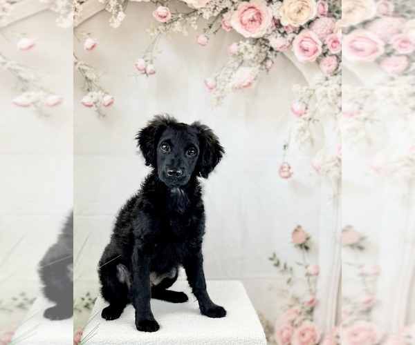 Medium Photo #6 Goldendoodle-Poovanese Mix Puppy For Sale in EVANS, GA, USA