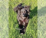 Small #4 Collie Mix