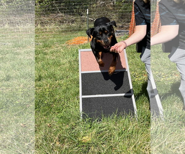 Medium Photo #5 Rottweiler Puppy For Sale in Mooresville, NC, USA