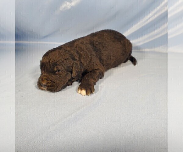 Medium Photo #7 Golden Mountain Dog Puppy For Sale in BLACK FOREST, CO, USA