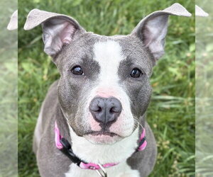 Mutt Dogs for adoption in Jefferson, WI, USA