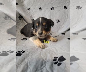 Australian Shepherd-Texas Heeler Mix Puppy for sale in NEW YORK MILLS, MN, USA