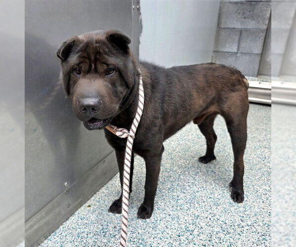 Medium Photo #1 Chinese Shar-Pei-Unknown Mix Puppy For Sale in Long Beach, CA, USA