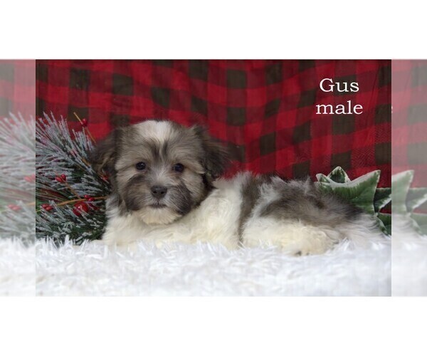 Medium Photo #12 Havanese Puppy For Sale in CLARE, MI, USA