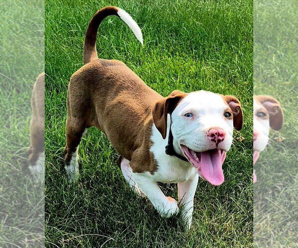 Medium Photo #1 Mutt Puppy For Sale in Clarkston, MI, USA