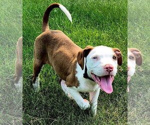 Mutt Dogs for adoption in Clarkston, MI, USA