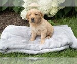 Small #1 Golden Retriever