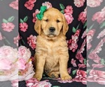 Small Photo #4 Golden Retriever Puppy For Sale in DELTA, PA, USA