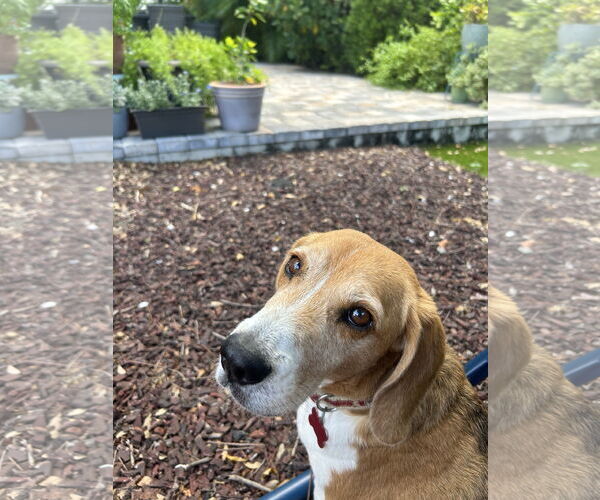Medium Photo #3 Beagle Puppy For Sale in Tampa, FL, USA