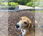 Small #2 Beagle