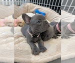 Small Photo #3 French Bulldog Puppy For Sale in LYNNWOOD, WA, USA