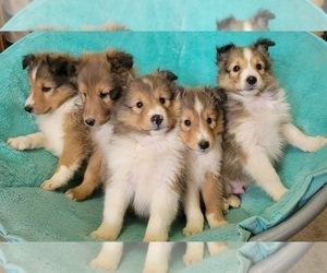 Golden Retriever Litter for sale in UNITY, WI, USA