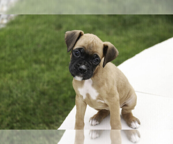 Medium Photo #5 Boxer Puppy For Sale in SHIPSHEWANA, IN, USA