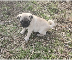 Pug Puppy for Sale in EL DORADO, Kansas USA