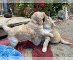 Small #10 Goldendoodle