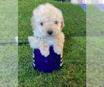 Small #7 Poodle (Toy)
